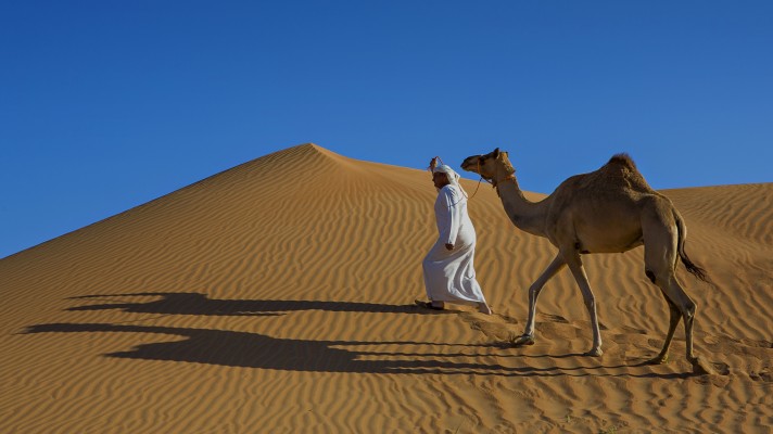 Assessing the Dairy and Camel Milk Market in the Middle East